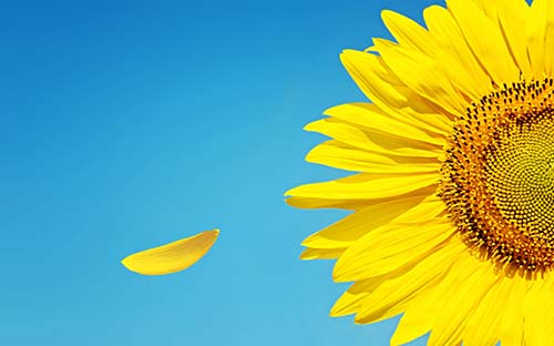成人高考学费可以延迟交吗? 成人高考学费可以延迟交吗?